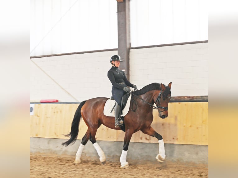 Hanovrien Jument 6 Ans 171 cm Bai in Kempen