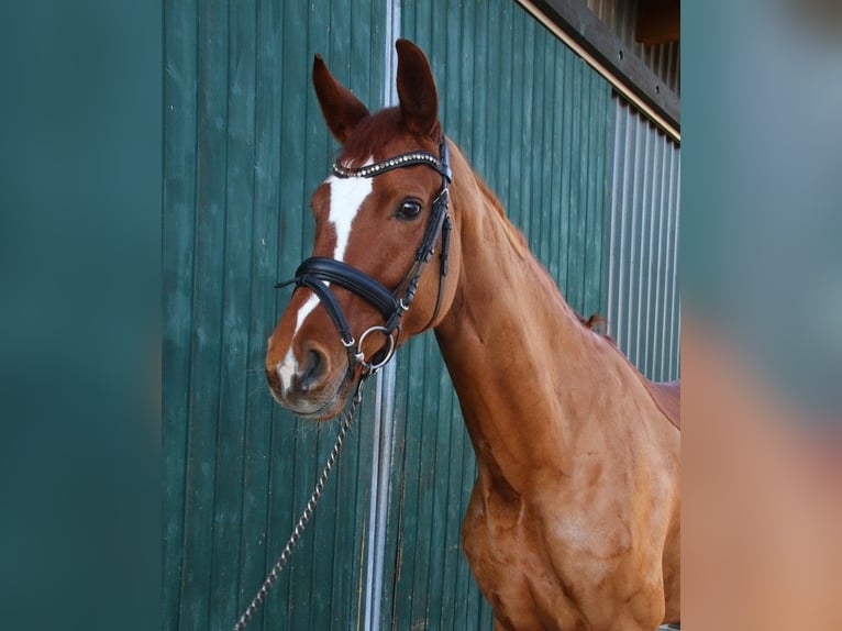 Hanovrien Jument 6 Ans 172 cm Alezan in Grafenrheinfeld