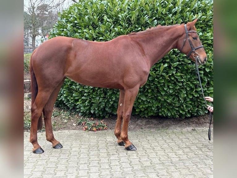Hanovrien Jument 6 Ans 172 cm Alezan in Lüchow
