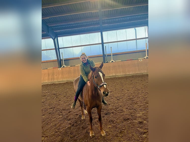 Hanovrien Jument 6 Ans 172 cm Alezan in L&#xFC;beck