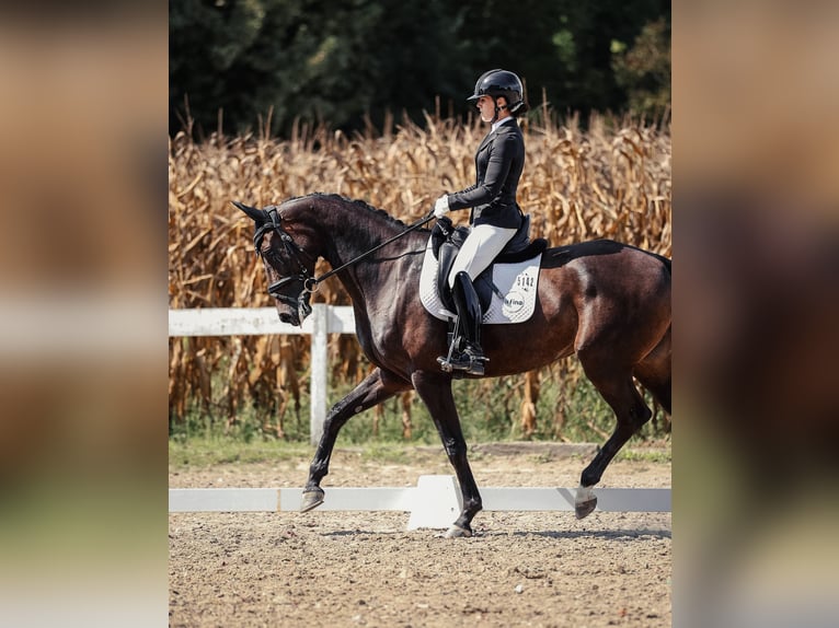 Hanovrien Jument 6 Ans 172 cm Bai brun in Beretinec