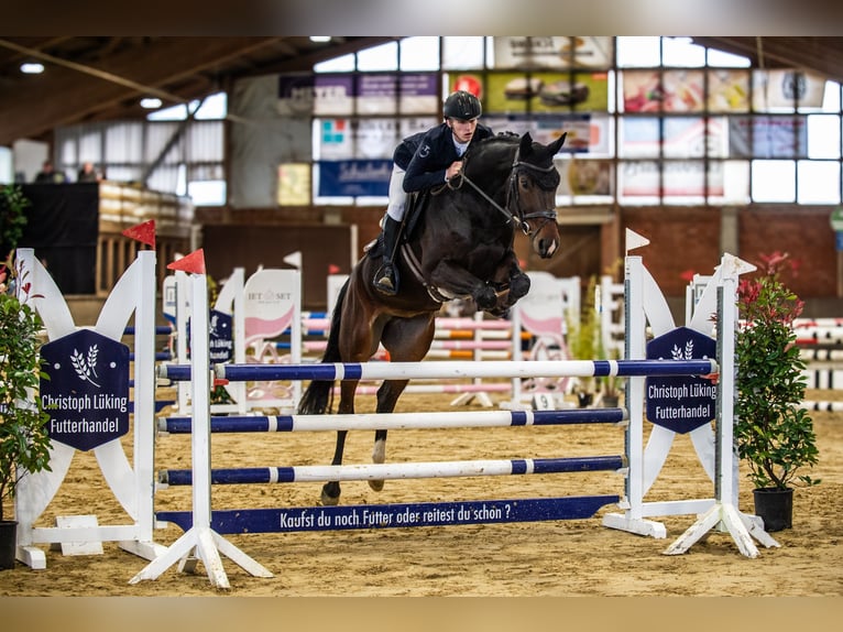 Hanovrien Jument 6 Ans 172 cm Bai brun in 31698