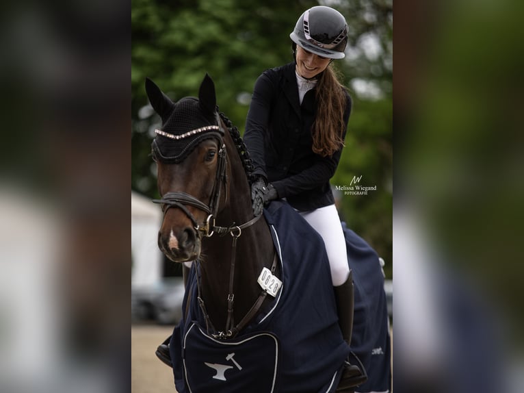 Hanovrien Jument 6 Ans 172 cm Bai brun in 31698
