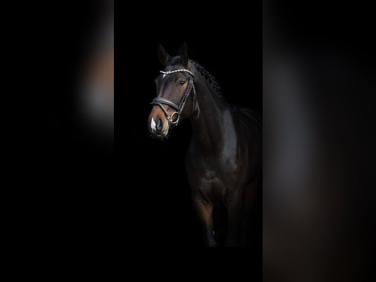 Hanovrien Jument 6 Ans 172 cm Bai brun in 31698
