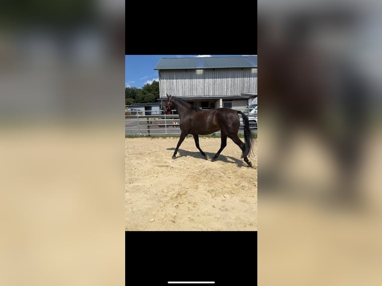 Hanovrien Jument 6 Ans 172 cm Bai brun foncé in Nümbrecht