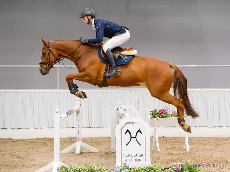 Hanovrien Jument 6 Ans 172 cm Bai brun foncé in Verden