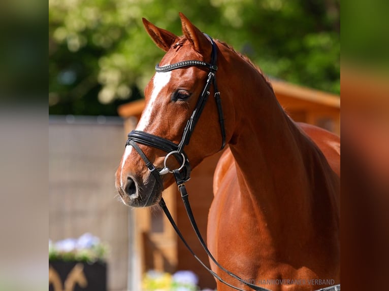Hanovrien Jument 6 Ans 172 cm Bai brun foncé in Verden