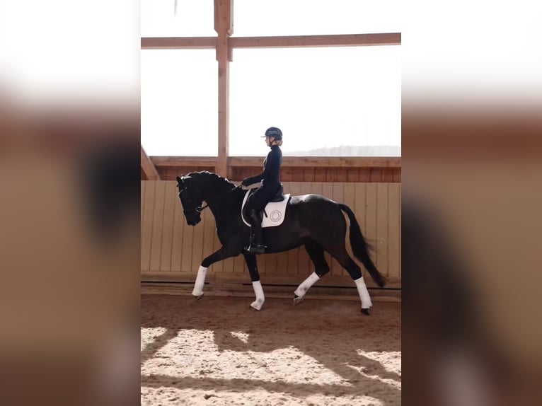 Hanovrien Jument 6 Ans 172 cm Noir in M&#xFC;nchen