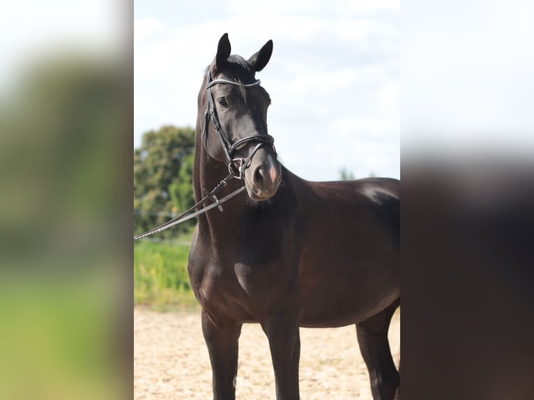 Hanovrien Jument 6 Ans 172 cm Noir in Leverkusen