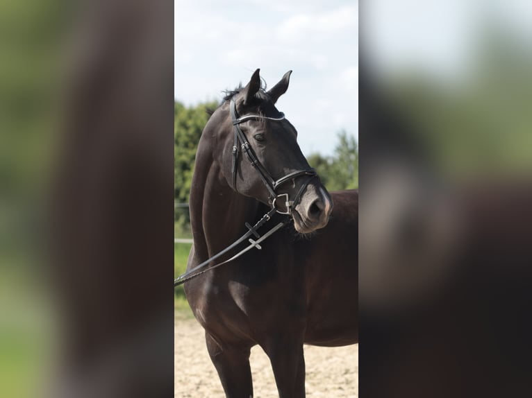 Hanovrien Jument 6 Ans 172 cm Noir in Leverkusen