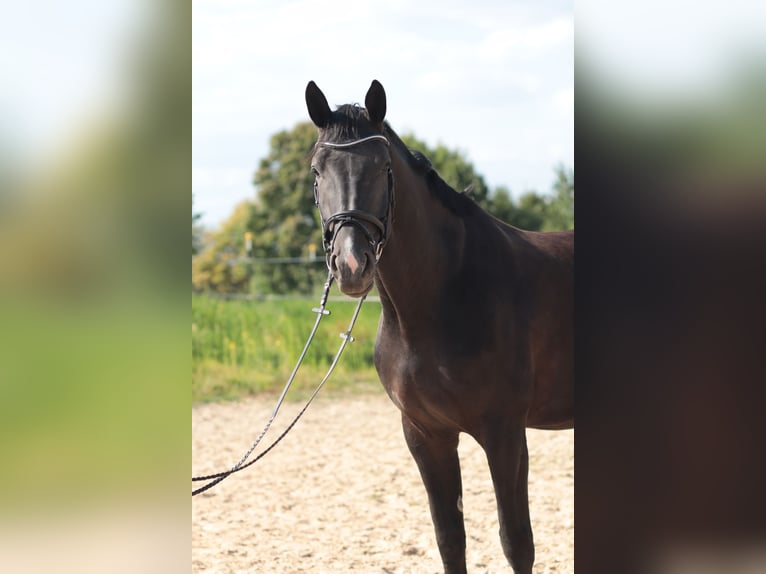 Hanovrien Jument 6 Ans 172 cm Noir in Leverkusen