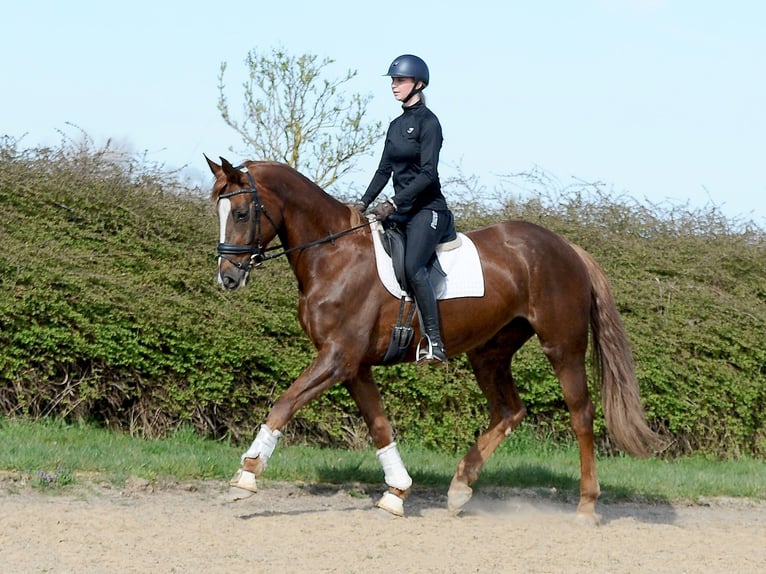 Hanovrien Jument 6 Ans 173 cm Alezan brûlé in Isernhagen