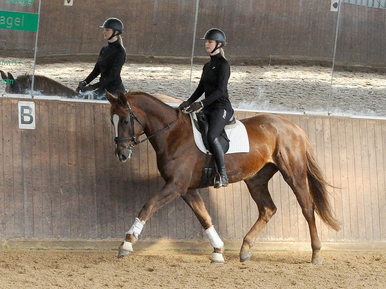 Hanovrien Jument 6 Ans 173 cm Alezan brûlé in Isernhagen