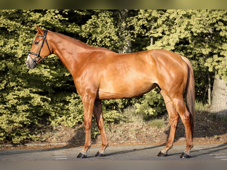 Hanovrien Jument 6 Ans 173 cm Alezan in Elmlohe