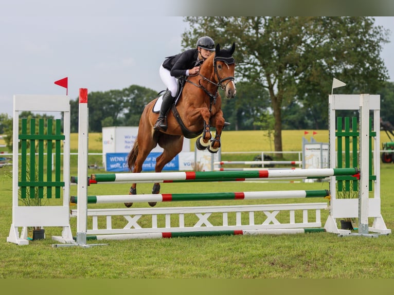 Hanovrien Jument 6 Ans 173 cm Alezan in Elmlohe