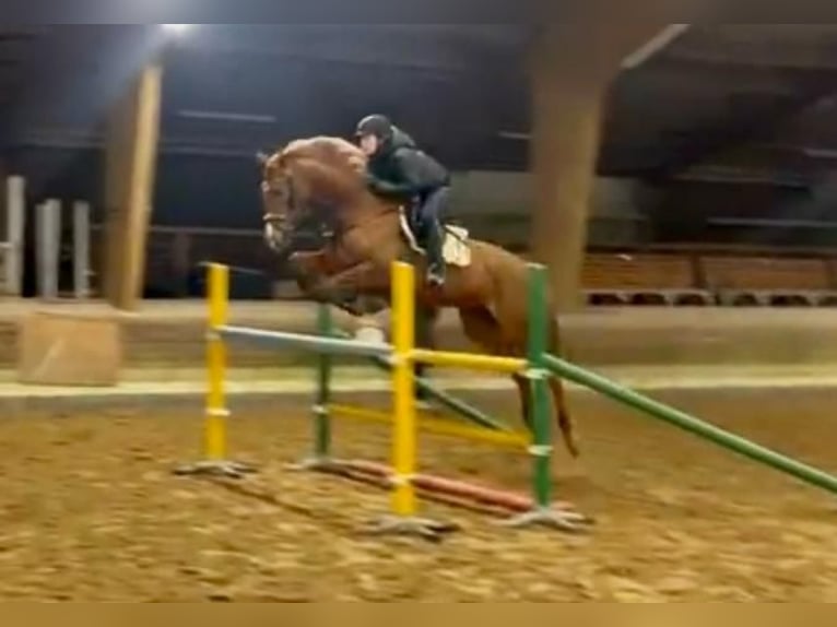 Hanovrien Jument 6 Ans 173 cm Alezan in Elmlohe