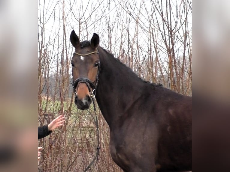 Hanovrien Jument 6 Ans 173 cm Bai brun in Linau