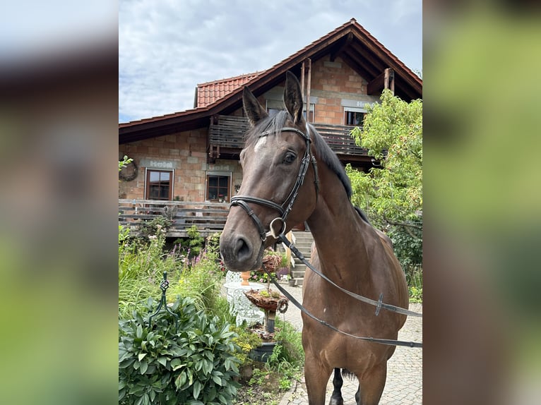 Hanovrien Jument 6 Ans 173 cm Bai brun in Babenhausen