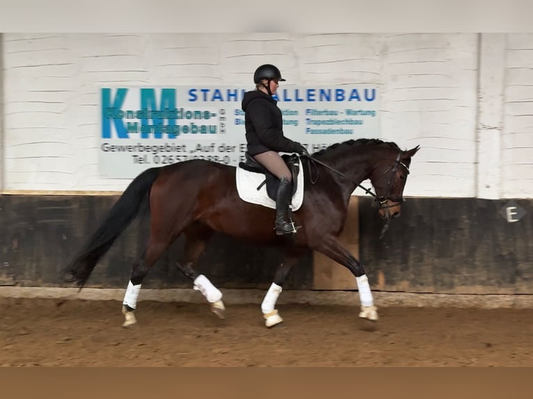 Hanovrien Jument 6 Ans 173 cm Bai in Anschau