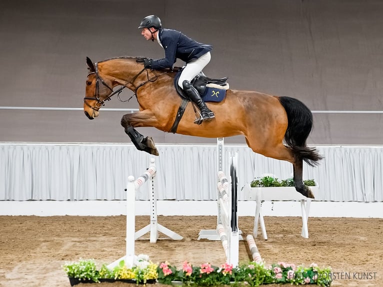 Hanovrien Jument 6 Ans 173 cm Bai in Verden