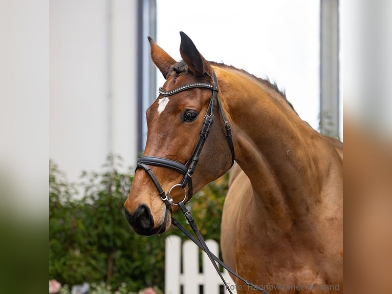 Hanovrien Jument 6 Ans 173 cm Bai in Verden