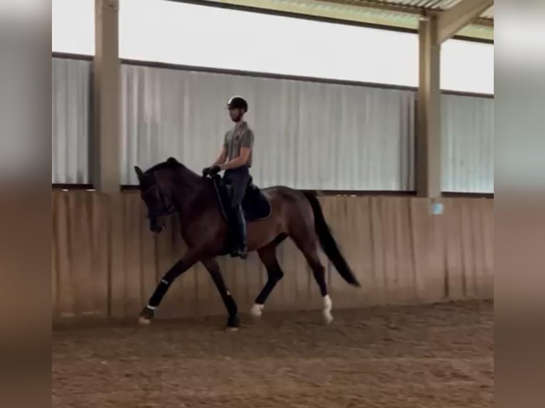 Hanovrien Jument 6 Ans 174 cm Bai cerise in Tass