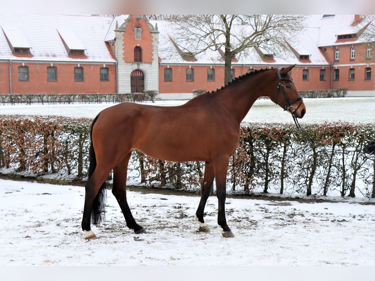 Hanovrien Jument 6 Ans 174 cm Bai in Celle