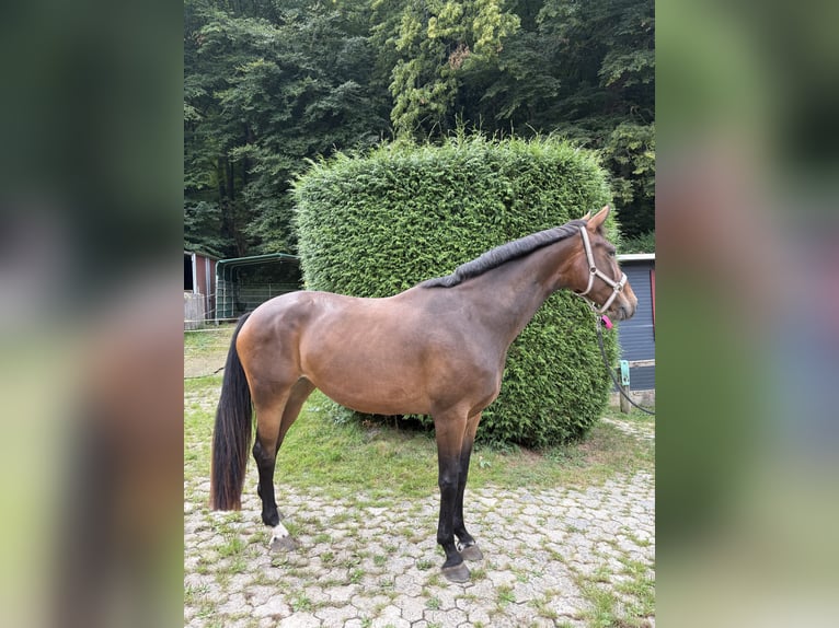 Hanovrien Jument 6 Ans 174 cm Bai in WetzlarWetzlar