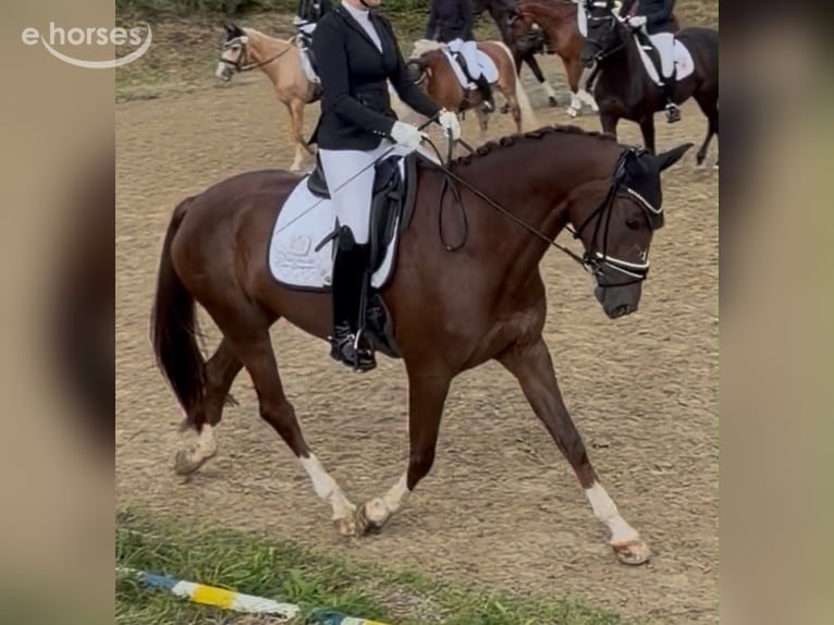 Hanovrien Jument 6 Ans 175 cm Alezan brûlé in EnnepetalEnnepetal