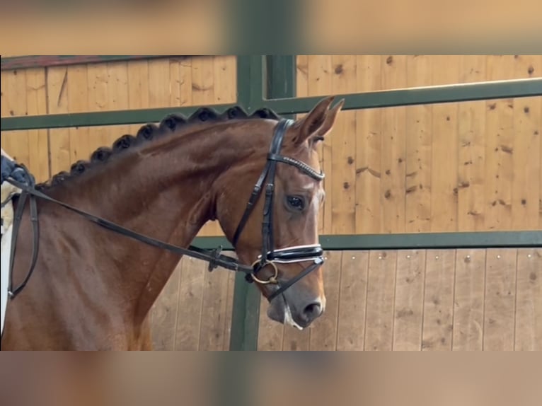 Hanovrien Jument 6 Ans 175 cm Alezan brûlé in Oberursel
