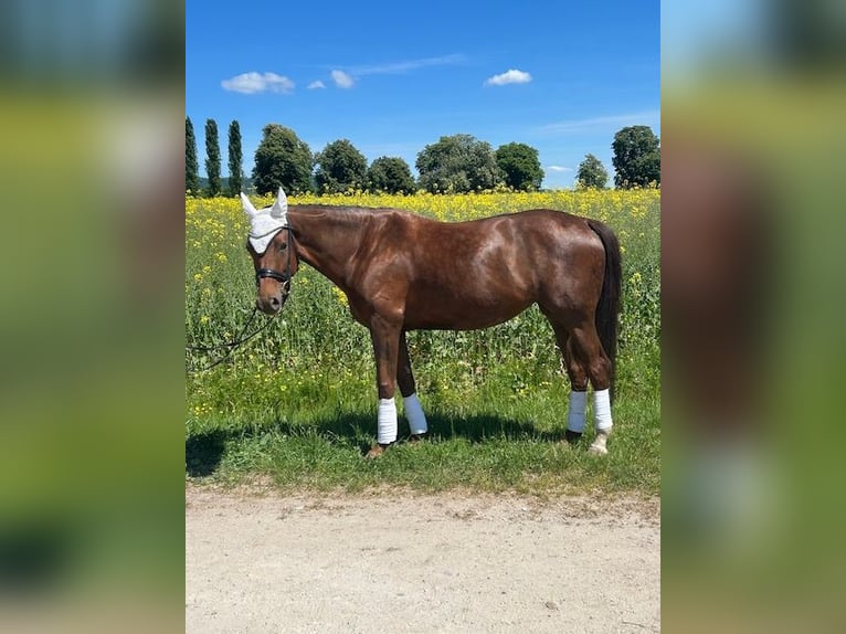 Hanovrien Jument 6 Ans 175 cm Alezan brûlé in Oberursel