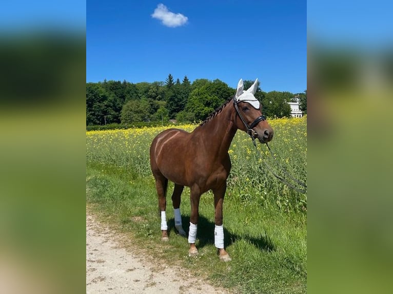 Hanovrien Jument 6 Ans 175 cm Alezan brûlé in Oberursel