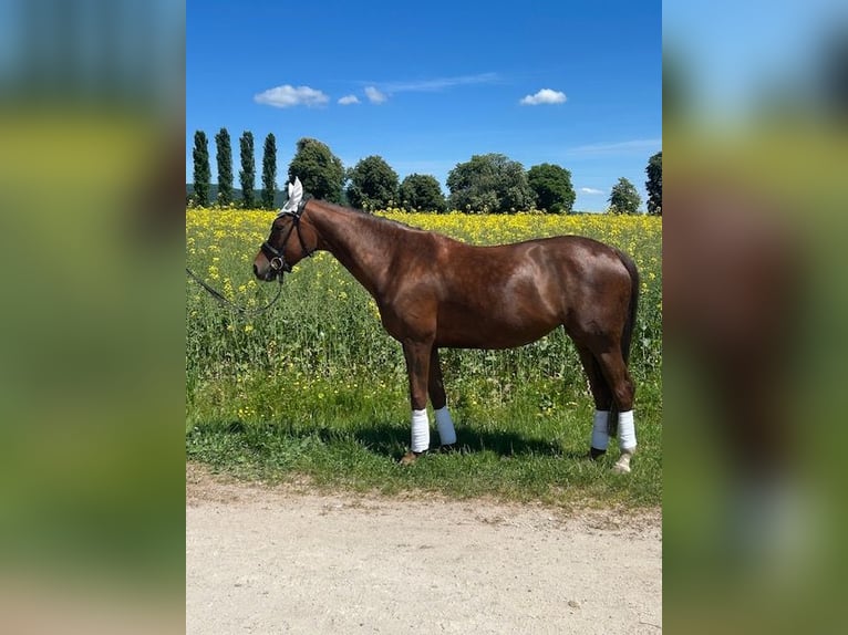 Hanovrien Jument 6 Ans 175 cm Alezan brûlé in Oberursel