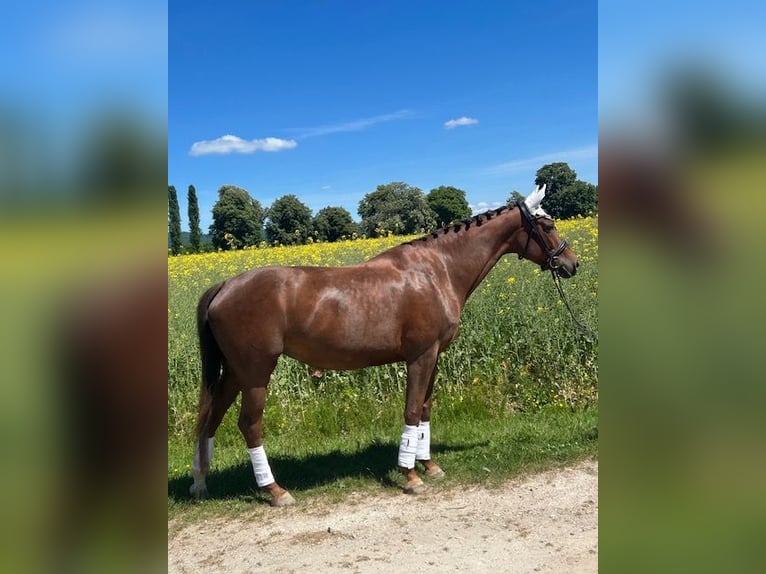 Hanovrien Jument 6 Ans 175 cm Alezan brûlé in Oberursel
