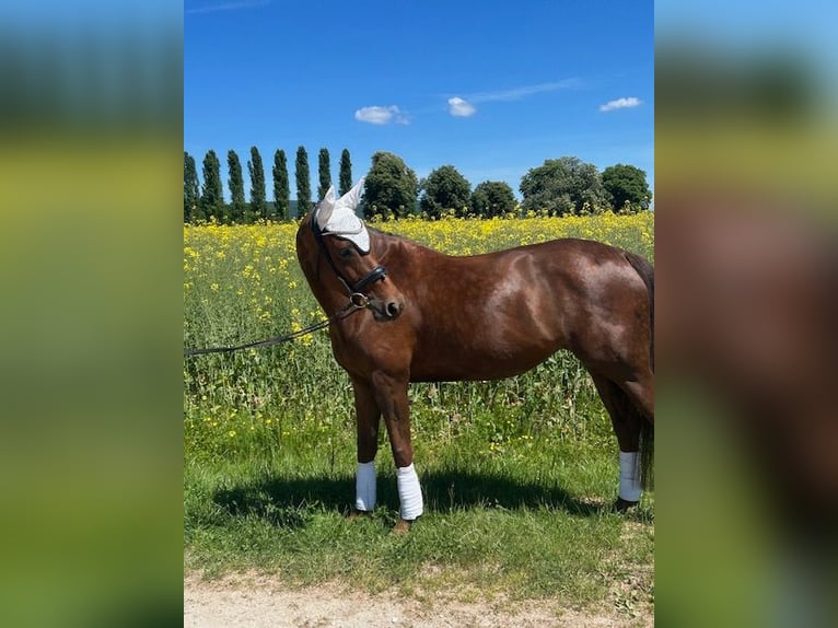 Hanovrien Jument 6 Ans 175 cm Alezan brûlé in Oberursel