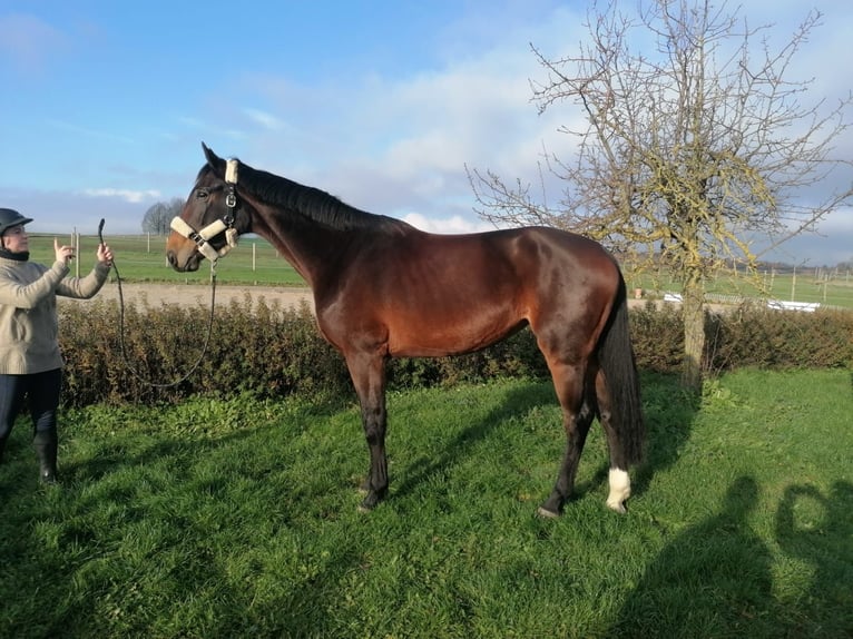 Hanovrien Jument 6 Ans 175 cm Bai brun in Hungen Hanovrien Jument 6 Ans 175 cm Bai brun in Hungen