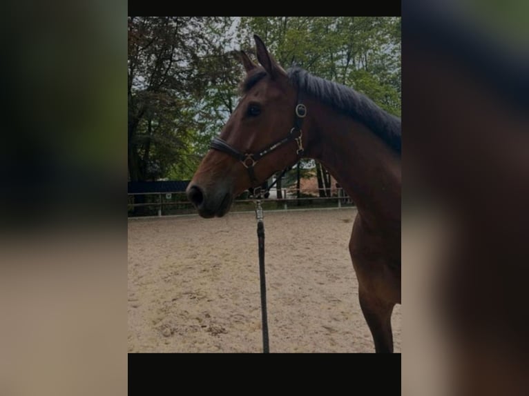 Hanovrien Jument 6 Ans 175 cm Bai in Ahlerstedt