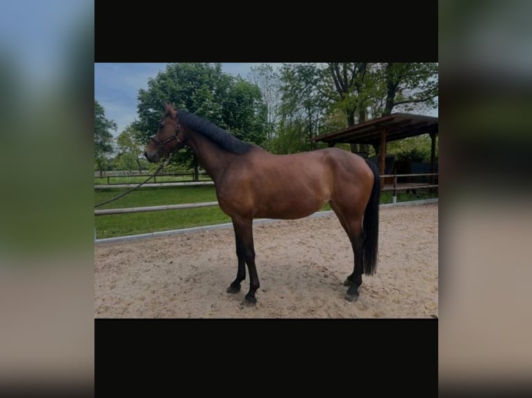 Hanovrien Jument 6 Ans 175 cm Bai in Ahlerstedt