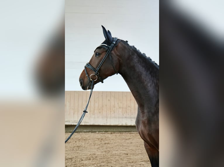 Hanovrien Jument 6 Ans 175 cm  in Glashütte