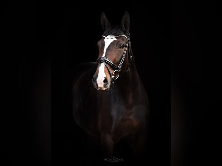 Hanovrien Jument 6 Ans 176 cm Bai brun in Moringen