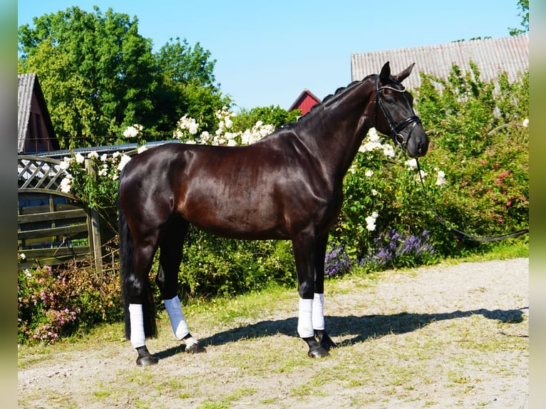 Hanovrien Jument 6 Ans 176 cm Noir in Hohenfelde