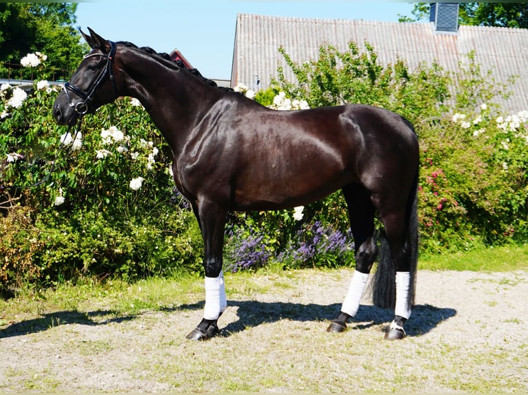 Hanovrien Jument 6 Ans 176 cm Noir in Hohenfelde