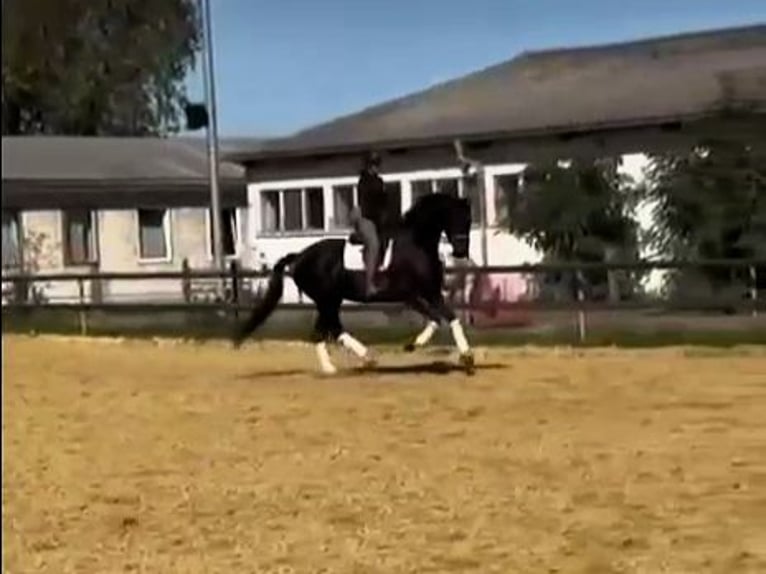 Hanovrien Jument 6 Ans 176 cm Noir in Fehrbellin