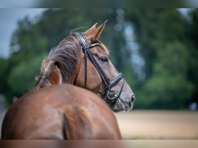 Hanovrien Jument 6 Ans 178 cm Alezan brûlé in Bramsche