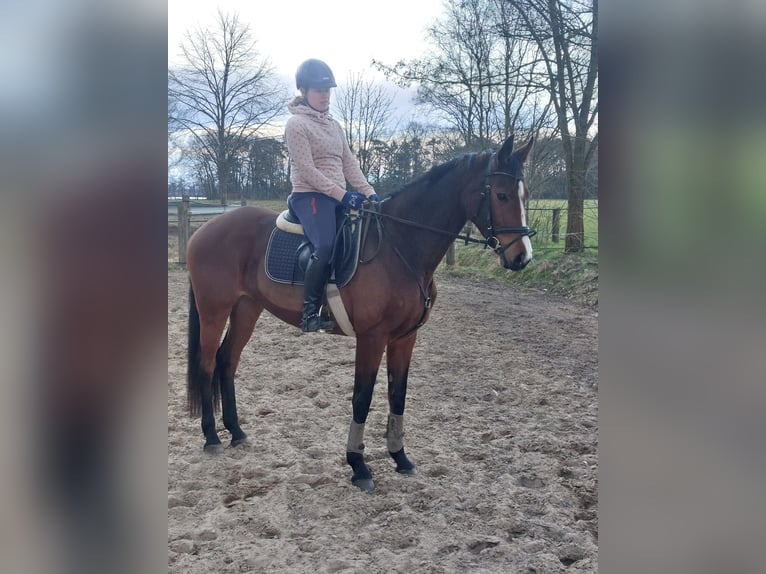 Hanovrien Jument 6 Ans Bai in Diepenau