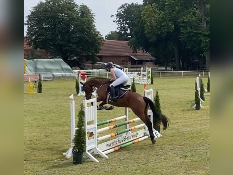 Hanovrien Jument 6 Ans Bai in Diepenau