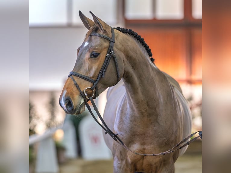 Hanovrien Jument 6 Ans Bai in Münster-Handorf