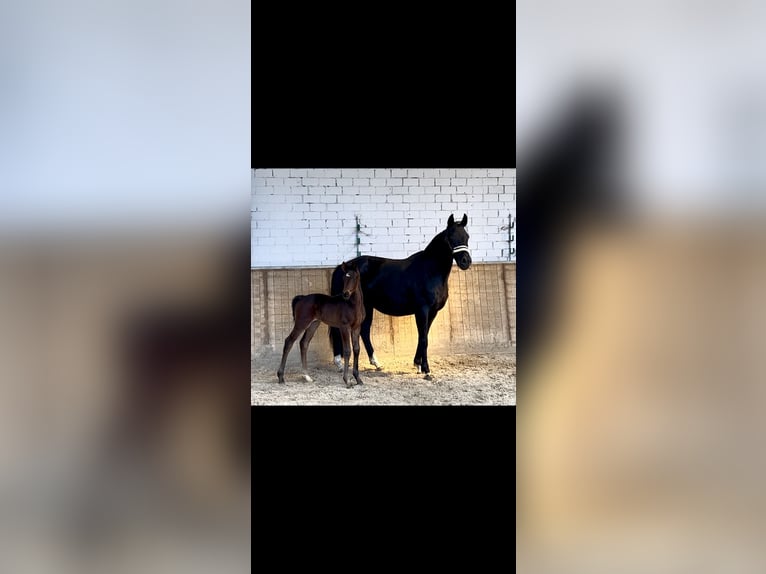 Hanovrien Jument 6 Ans in Hesel