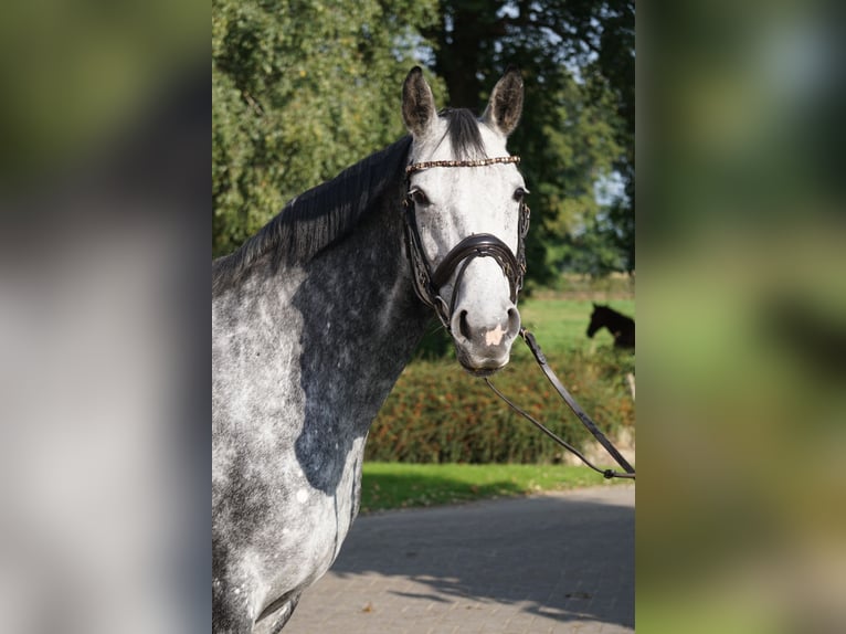 Hanovrien Jument 6 Ans Gris in Gro&#xDF;efehn Bagband