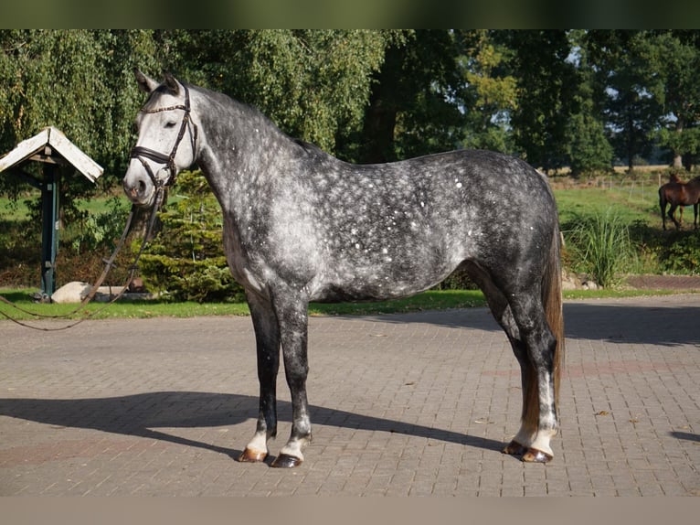 Hanovrien Jument 6 Ans Gris in Gro&#xDF;efehn Bagband